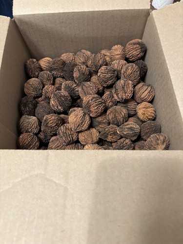 Iowa organic black walnuts - iowa,