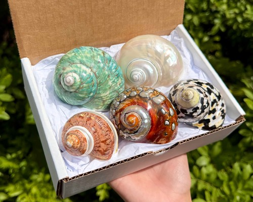 Piece natural turbo shell - natural,