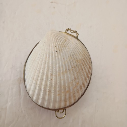 Scallop sea shell - sea,